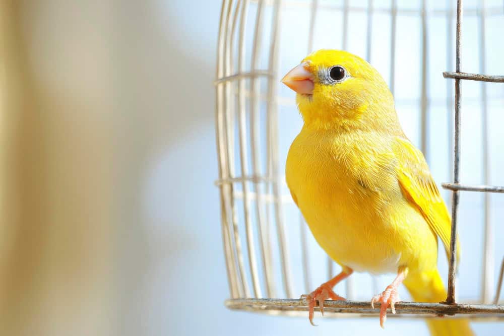 Φροντίδα καναρινιού στο σπίτι