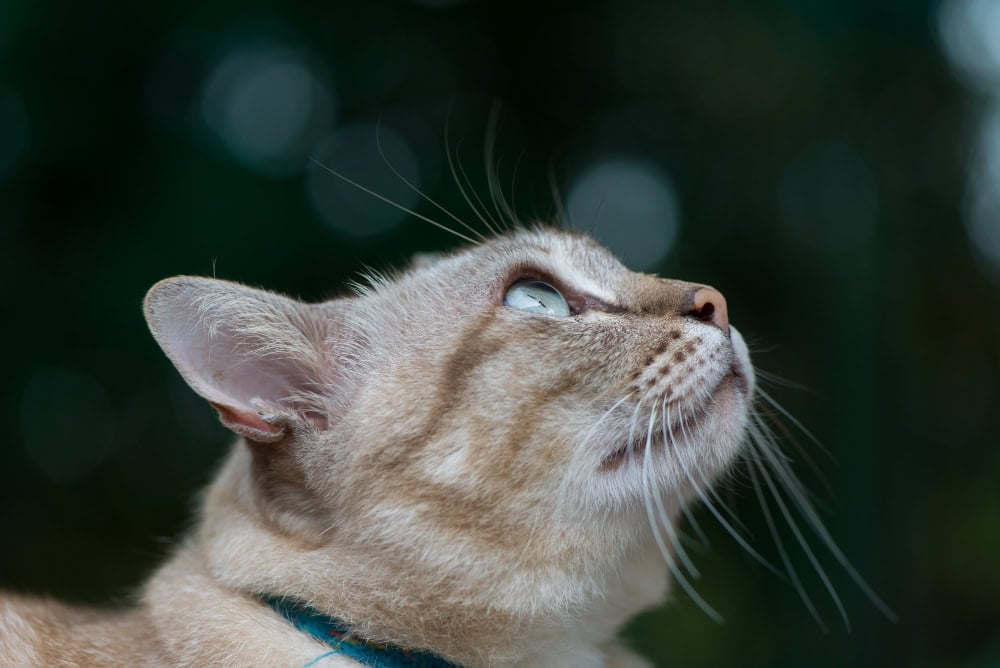 νιαουρισμα