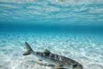 Lagocephalus sceleratus swimming over a sandy seabed, shallow tropical waters, bright sunny day, wide angle view