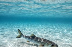 Lagocephalus sceleratus swimming over a sandy seabed, shallow tropical waters, bright sunny day, wide angle view